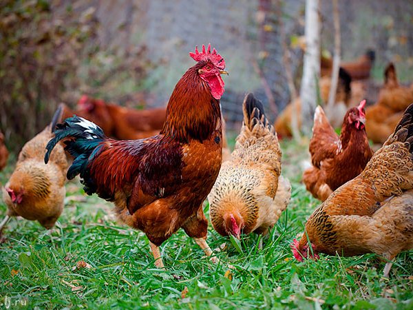 Породы куриц | ЗооТом - продажа, вязка и услуги для животных в Новокузнецке