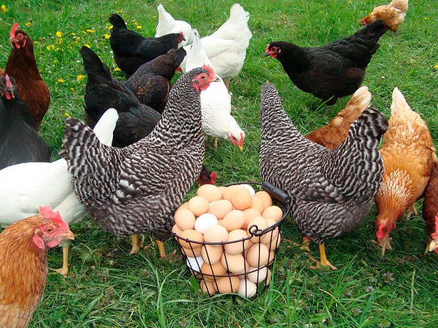 Содержание кур и уход за ними | ЗооТом - продажа, вязка и услуги для животных в Новокузнецке