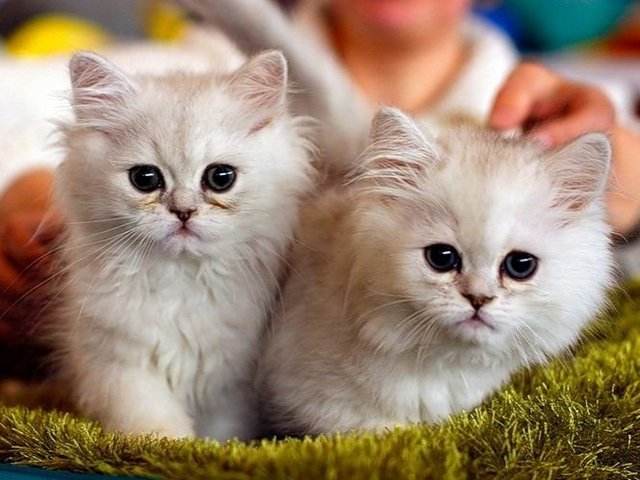 Породы кошек в Новокузнецке | ЗооТом портал о животных
