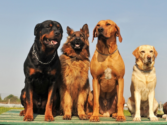 Крупные породы собак в Новокузнецке | ЗооТом портал о животных