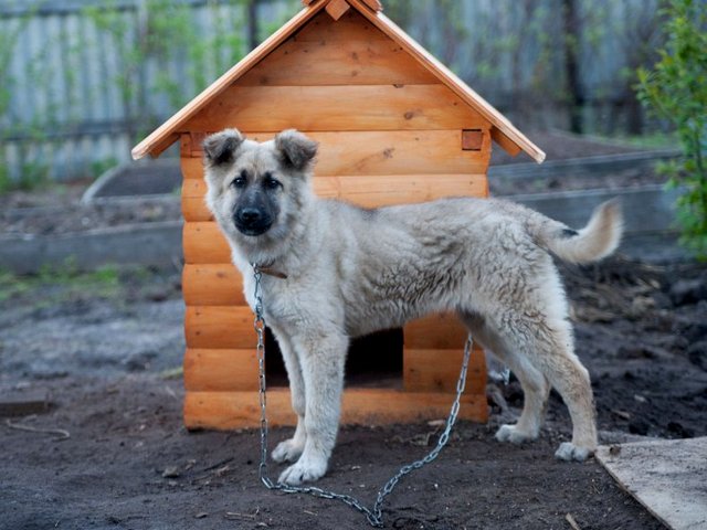 Все о собаках в Новокузнецке